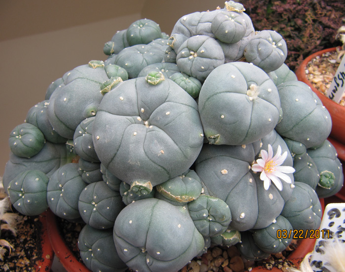 Lophophora Williamsii var. caespitosa three year old